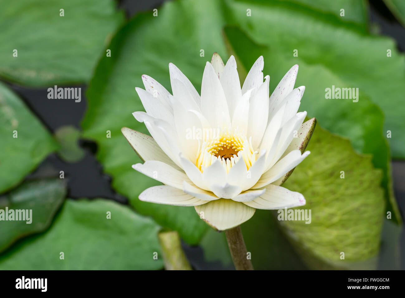 Blume, grün, Lotus, Frühling, Sonne, weiß, Blume, Blüte, botanische, bunte, Tag, Flora, Blumen, Blume, Lilie, Lotus, Pflanze Stockfoto
