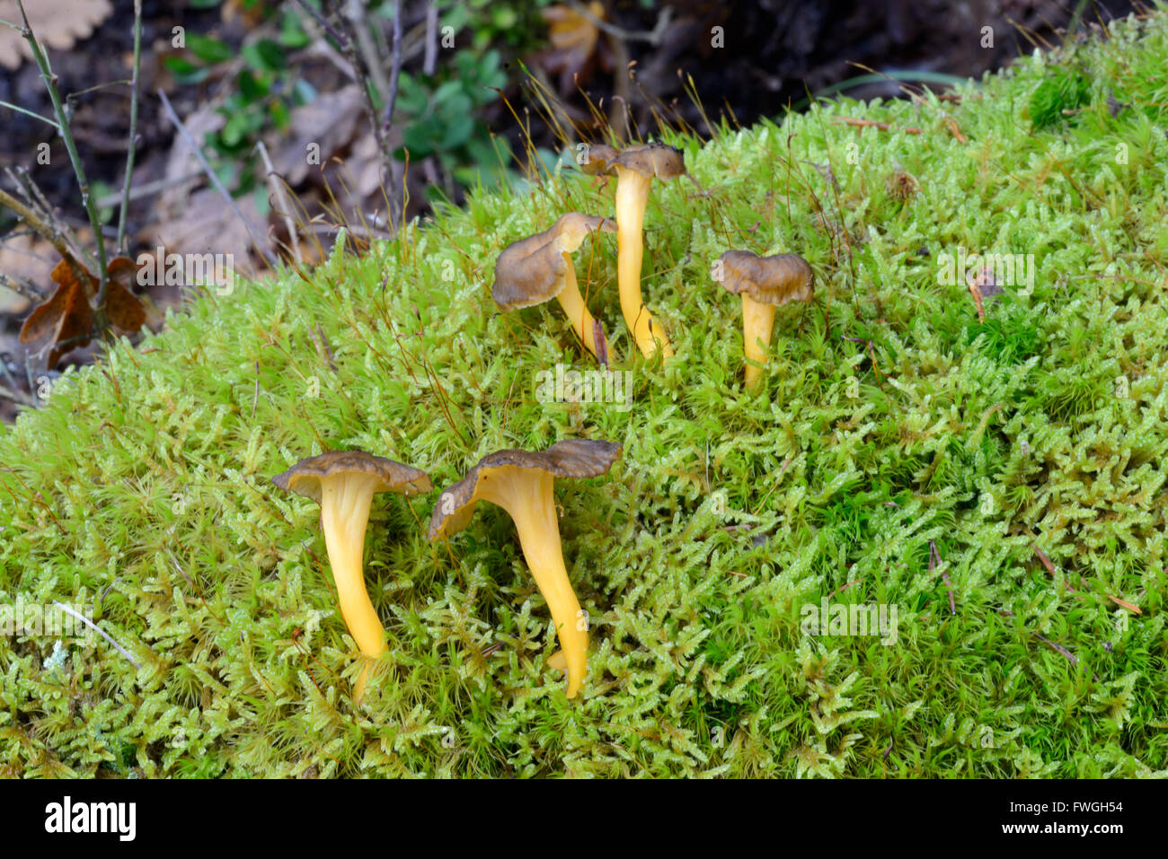 Trichter Pfifferling Mushroms oder Pilz Craterellus Tubaeformis wächst auf Moss-Covered Waldboden Stockfoto