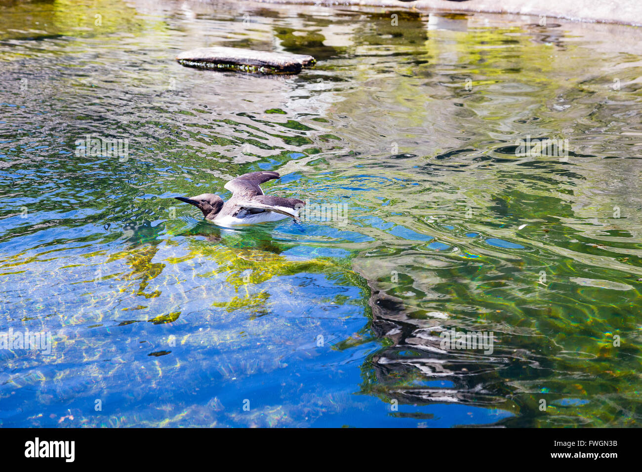 Vögel Baden und reinigen sich in einem Zoo Aquarium Tank für Wasservögel Vögel. Stockfoto
