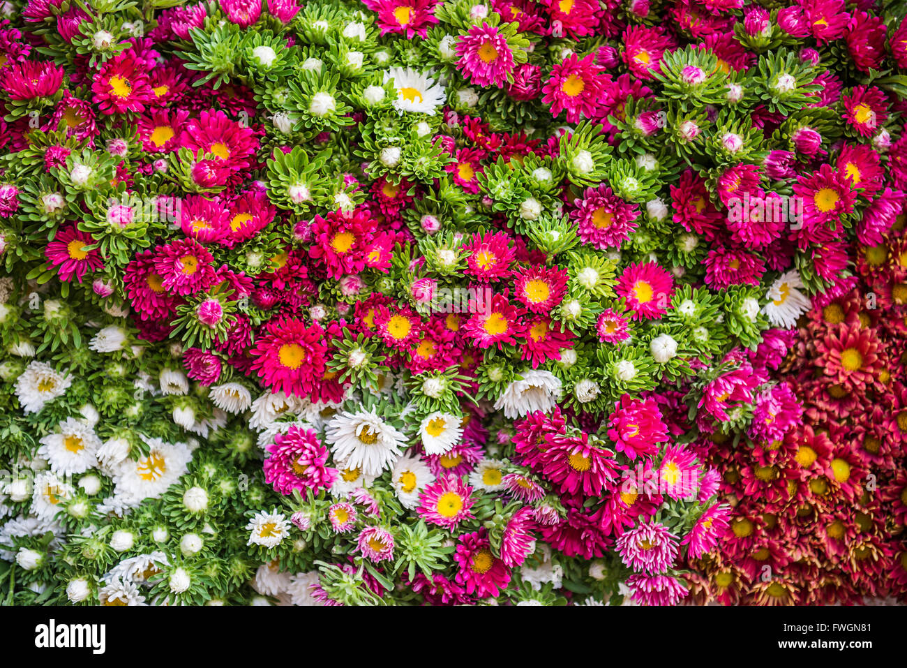 Blumen zum Verkauf an Hsipaw (Thibaw) Markt, Shan State in Myanmar (Burma), Asien Stockfoto