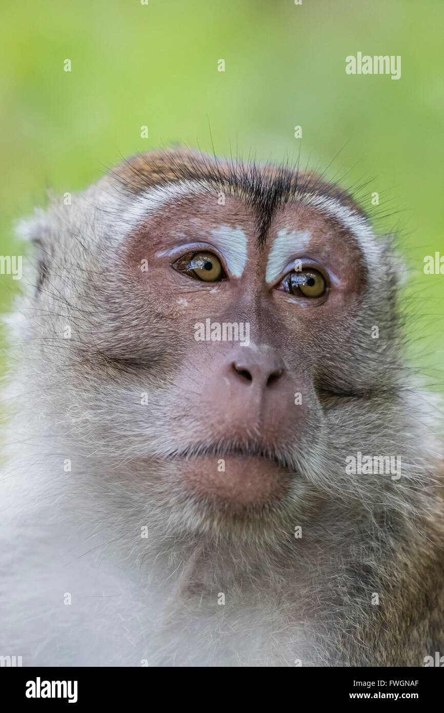 Long-tailed Macaque (Macaca Fascicularis), Bako Nationalpark, Sarawak, Borneo, Malaysia, Südostasien, Asien Stockfoto