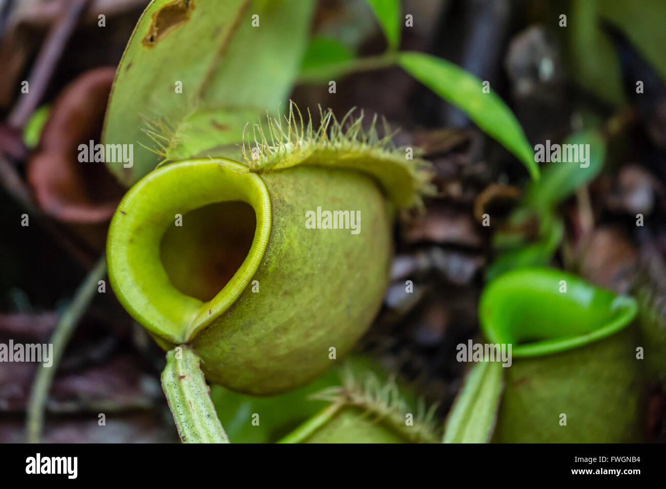 Tropische Kannenpflanze (Nepenthes Spp,) im Semenggoh Rehabilitationszentrum, Sarawak, Borneo, Malaysia, Südostasien, Asien Stockfoto