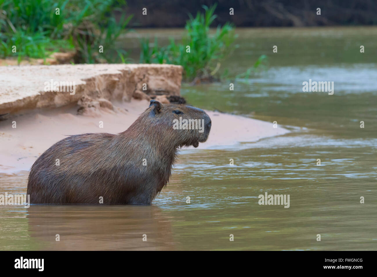 Capybara (Hydrochaeris Hydrochaeris) in das Wasser, Pantanal, Mato Grosso, Brasilien, Südamerika Stockfoto