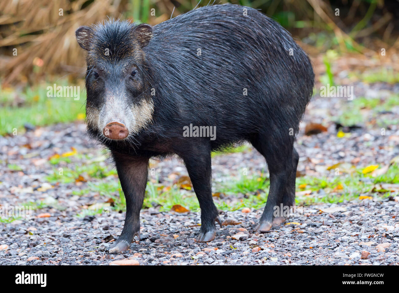 Weißlippen-Peccary (Tayassu Pecari), Mato Grosso do Sul, Brasilien, Südamerika Stockfoto