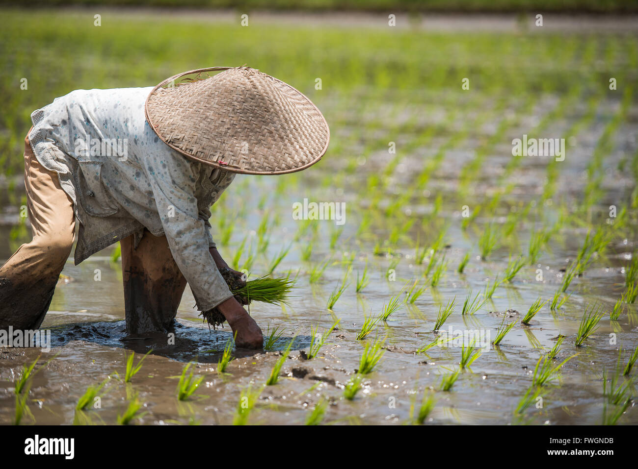 Workerin ein Padi-Feld, Sumatra, Indonesien, Südostasien Stockfoto