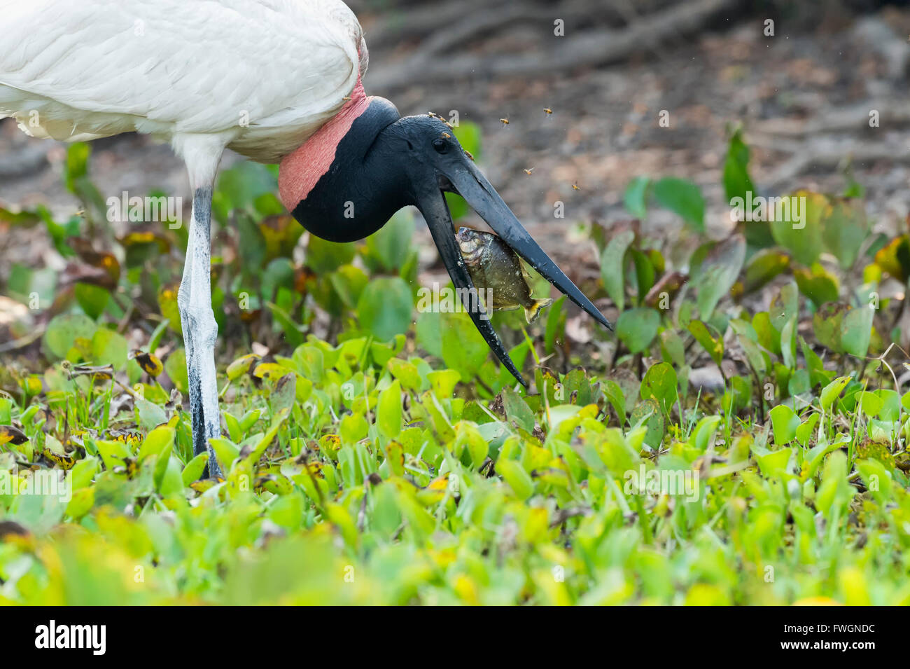 Jabiru (Jabiru Mycteria) Angeln und geplagt von Mücken, Pantanal, Mato Grosso, Brasilien, Südamerika Stockfoto