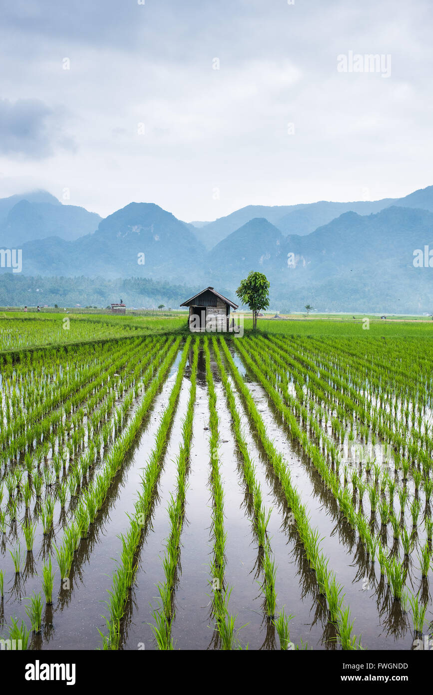 Kleine Hütte in der Mitte Padi Feldes in Sumatra, Indonesien, Südostasien Stockfoto