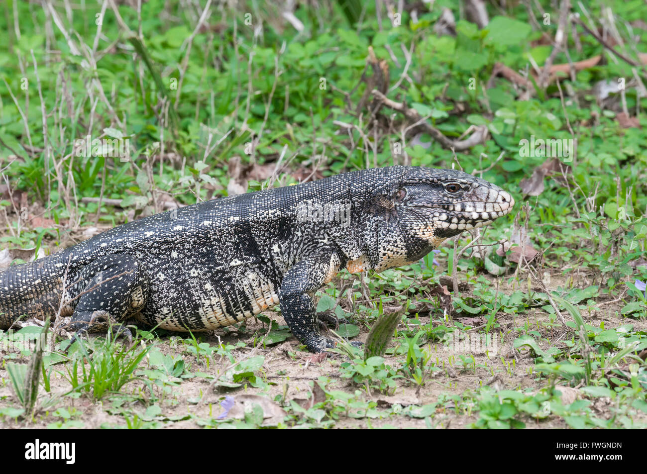 Schwarz-weiß Teju (Tupinambis Merianae), Pantanal, Brasilien, Südamerika Stockfoto