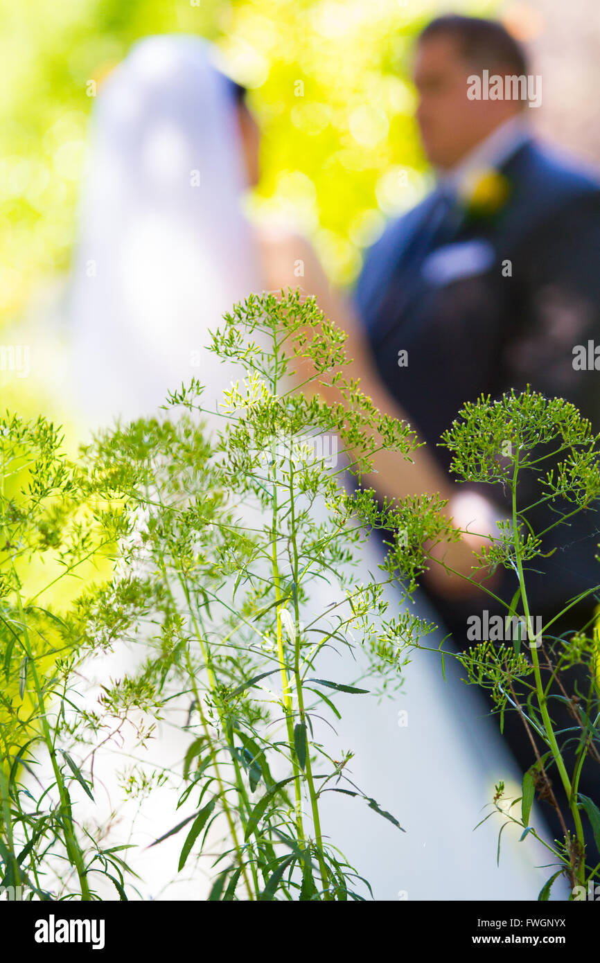 Eine Braut und Bräutigam gemeinsam einen süßen Moment mit einigen Pflanzen vor ihnen und eine geringe Schärfentiefe. Stockfoto