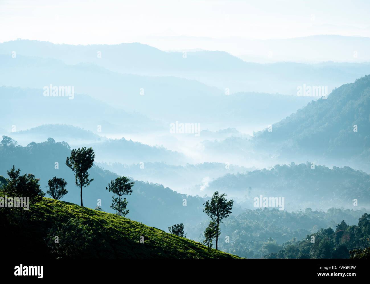 Tee-Plantagen in der Nähe von Munnar, Kerala, Indien, Südasien Stockfoto