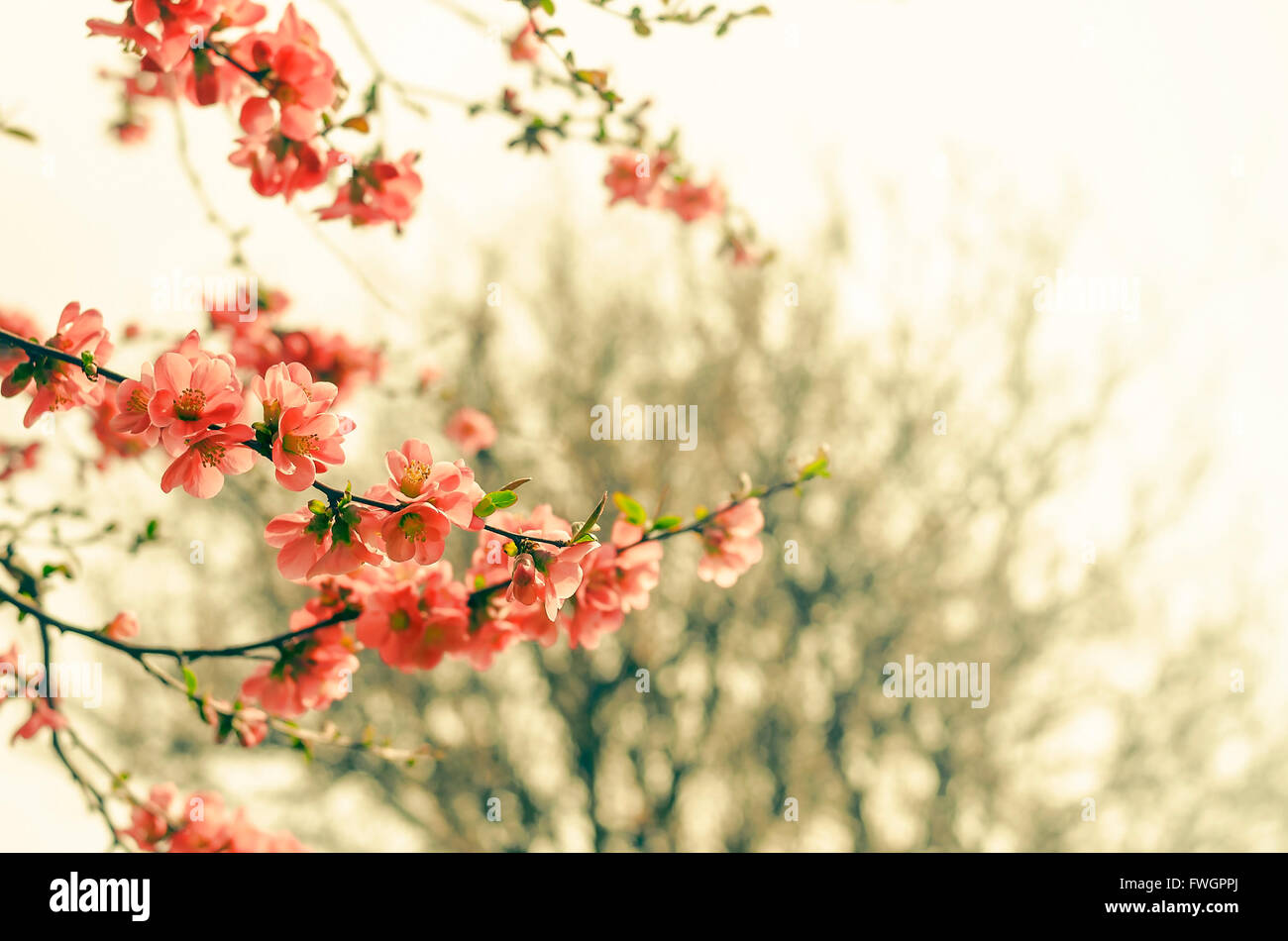 Blühende Zweige eines Baumes auf einem Hintergrund von Frühlingsgarten. Stockfoto