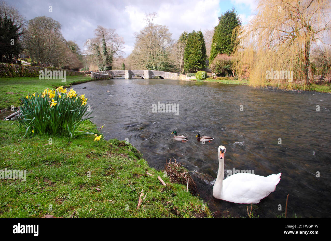 Ein Schwan in der Nähe der mittelalterlichen Sheepwash-Brücke über den Fluss Wye bei Ashford im Wasser; ein schönes Dorf Peak District, England UK Stockfoto