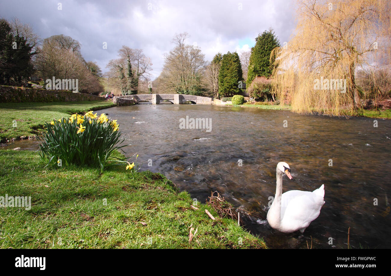 Ein Schwan in der Nähe der mittelalterlichen Sheepwash-Brücke über den Fluss Wye bei Ashford im Wasser; ein schönes Dorf Peak District, England UK Stockfoto