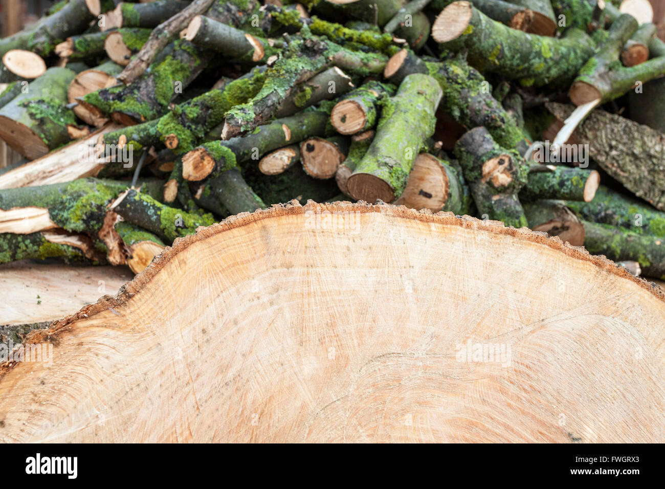 Querschnitt der Baumstamm mit einem Stapel von Protokollen im Hintergrund aus den Überresten eines Schnitt unten Baum, England, Großbritannien Stockfoto