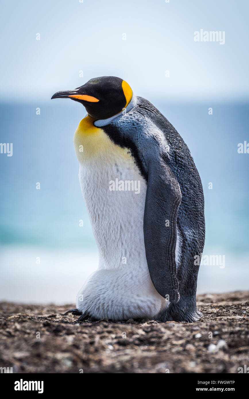 König Pinguin trägt Ei am Kiesstrand Stockfoto