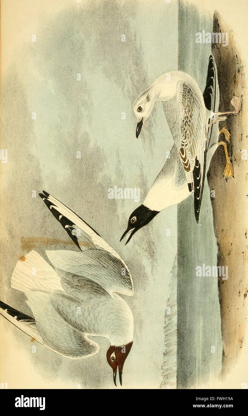 The Birds of America (1840) ist ein bahnbrechendes Werk von John James Audubon, das detaillierte Abbildungen und Beschreibungen von Vogelarten in den Vereinigten Staaten und ihren Territorien enthält. Das Buch dokumentiert das Vogelleben in verschiedenen Lebensräumen. Stockfoto