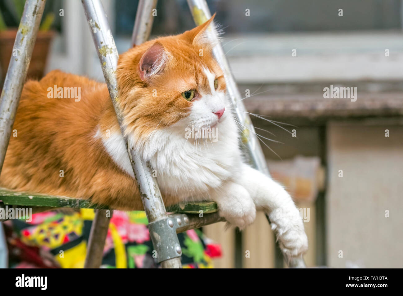 Imposante schöne rote Katze zu Hause Trittleiter Stockfoto