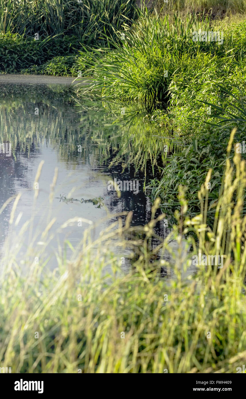 Schönheit üppigen Sommer grünen Rasen in der Nähe von klarem Wasser Stockfoto