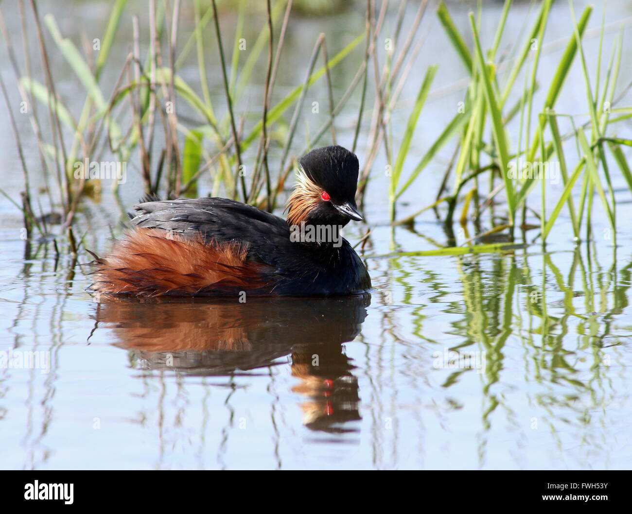 Nahaufnahme eines europäischen schwarzen necked Grebe (Podiceps Nigricollis) in voller Zucht Gefieder schwimmen in sumpfigen Feuchtgebieten Stockfoto