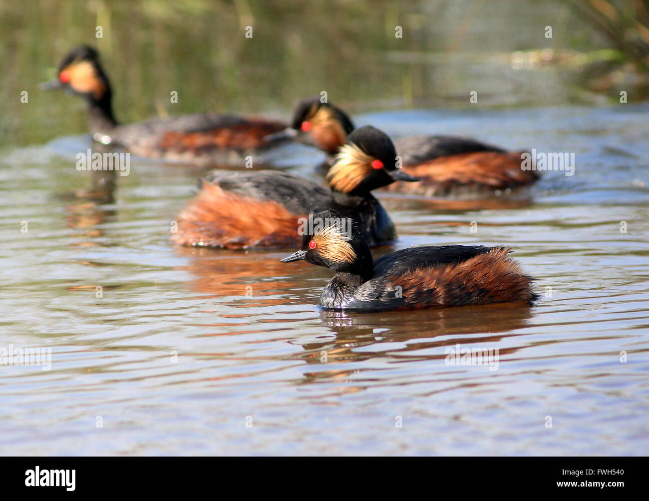 Mehrere Schwarzhals Europäische Haubentaucher (Podiceps Nigricollis) hin und her in einem See schwimmen Stockfoto