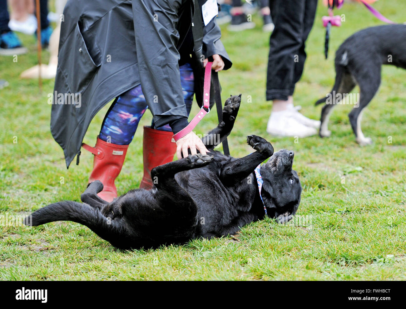 Brighton UK 12. Juni 2016 - dieser Teilnehmer rollt über zu spielen die jährliche Rinde in der Park-Hundeausstellung in Queens Park Brighton statt und die ist heute eines der beliebtesten Community-Events in der Stadt Credit: Simon Dack/Alamy Live News Stockfoto