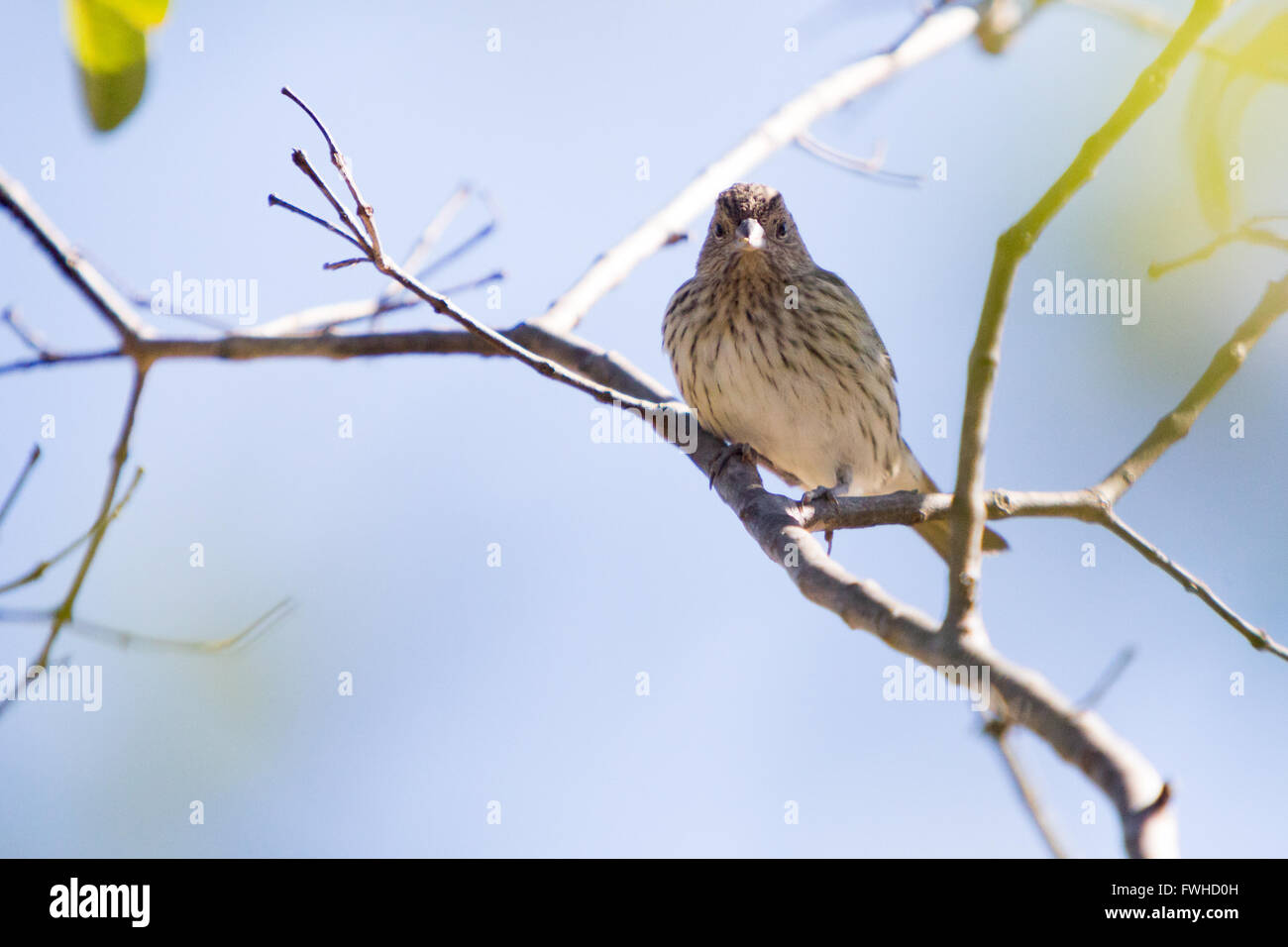 Asuncion, Paraguay. 11.. Juni 2016. Eine weibliche Saffronfinke (Sicalis flaveola) sitzt beim Sonnenbaden auf einem Guavabaum-Ast und ist an sonnigen Tagen in Asuncion, Paraguay, zu sehen. Kredit: Andre M. Chang/Alamy Live News Stockfoto