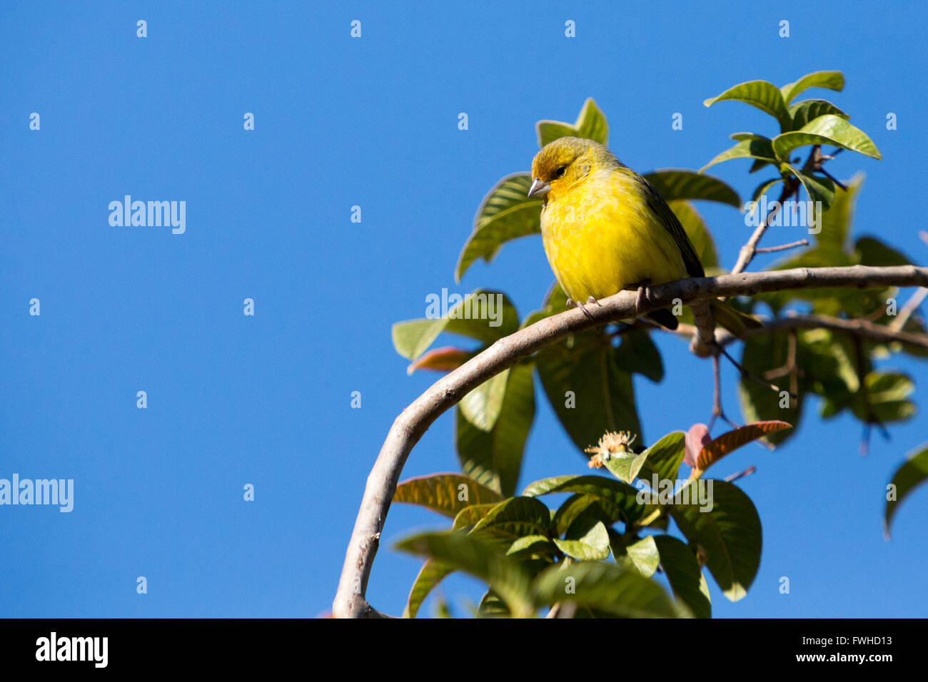 Asuncion, Paraguay. Juni 2016. Ein männlicher safranfink (Sicalis flaveola), der während des Sonnenbades auf Guave-Baumzweig sitzt, wird während des Sonnentages in Asuncion, Paraguay, beobachtet. Anm.: Andre M. Chang/Alamy Live News Stockfoto