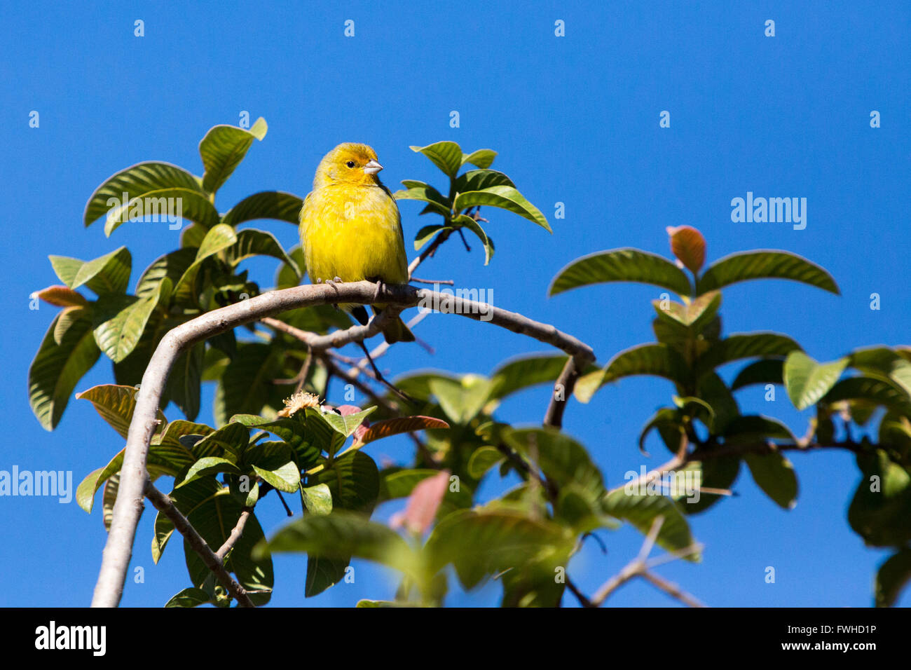 Asuncion, Paraguay. Juni 2016. Ein männlicher safranfink (Sicalis flaveola), der während des Sonnenbades auf Guave-Baumzweig sitzt, wird während des Sonnentages in Asuncion, Paraguay, beobachtet. Anm.: Andre M. Chang/Alamy Live News Stockfoto