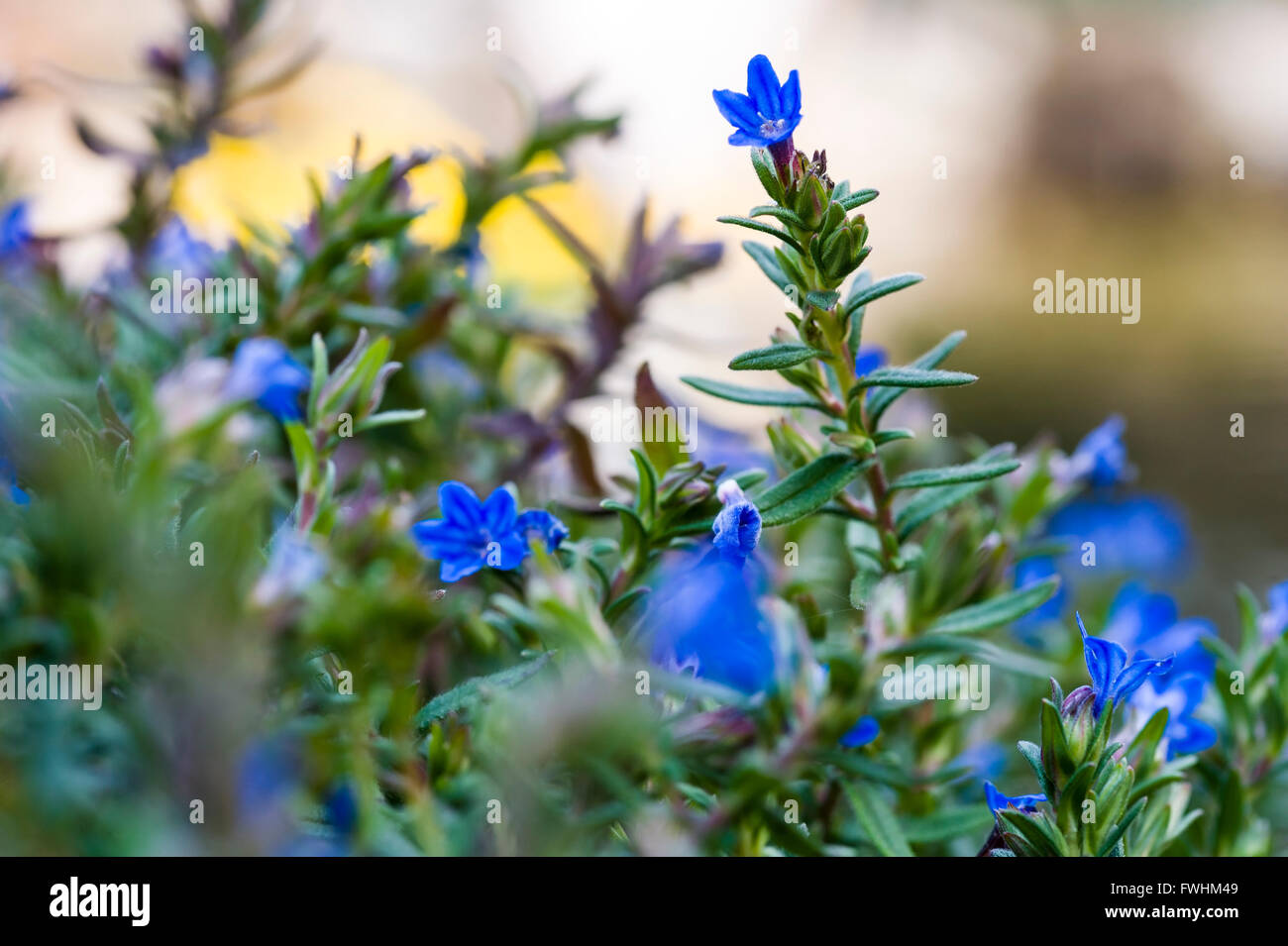 Lithodora diffusa Heavenly Blue. Stockfoto