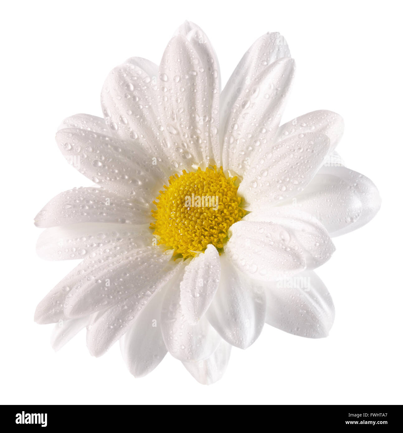 Daisy mit Wasser tropft auf den weißen Hintergrund. Stockfoto
