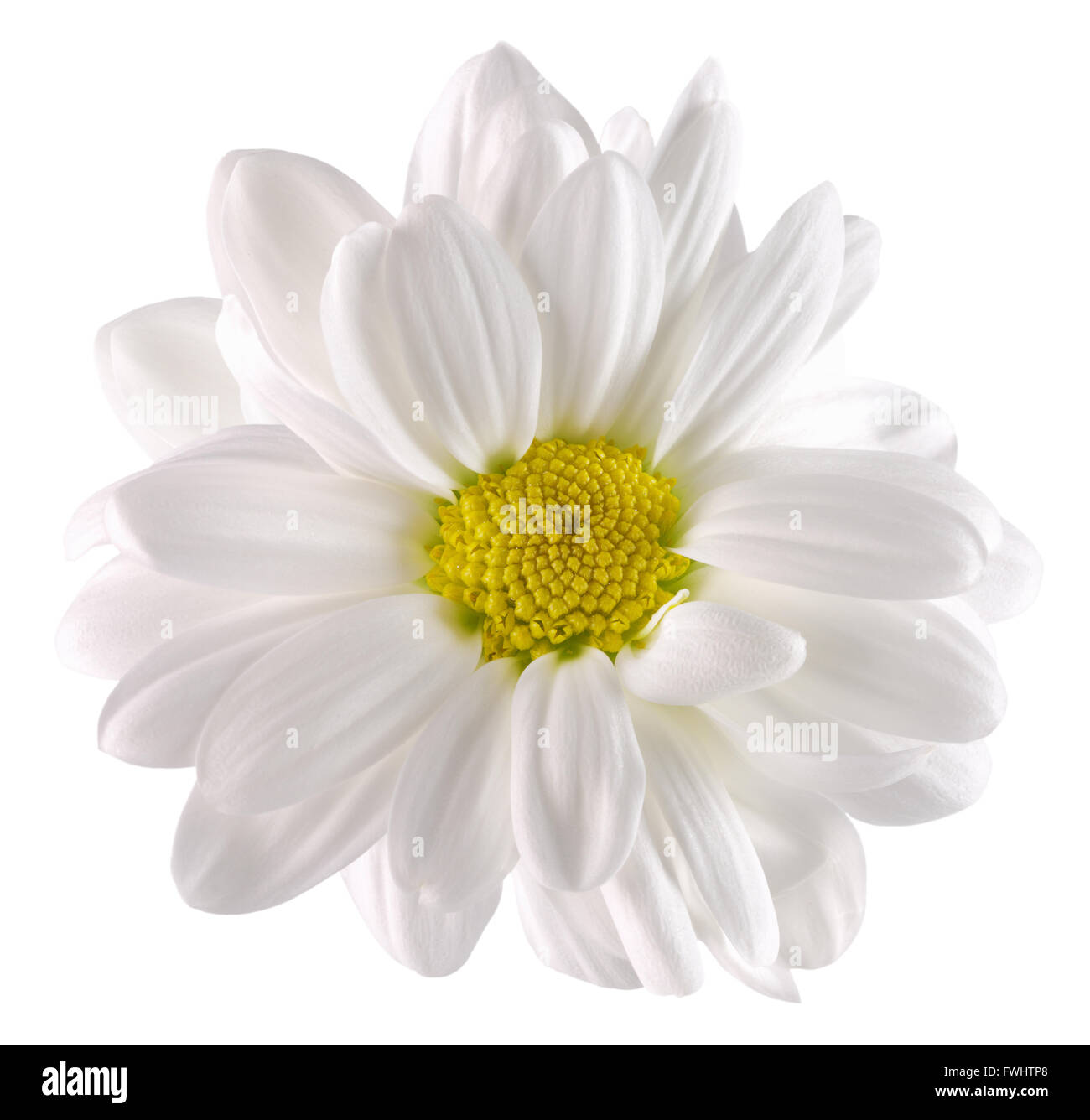 Gänseblümchen auf dem weißen Hintergrund isoliert. Stockfoto