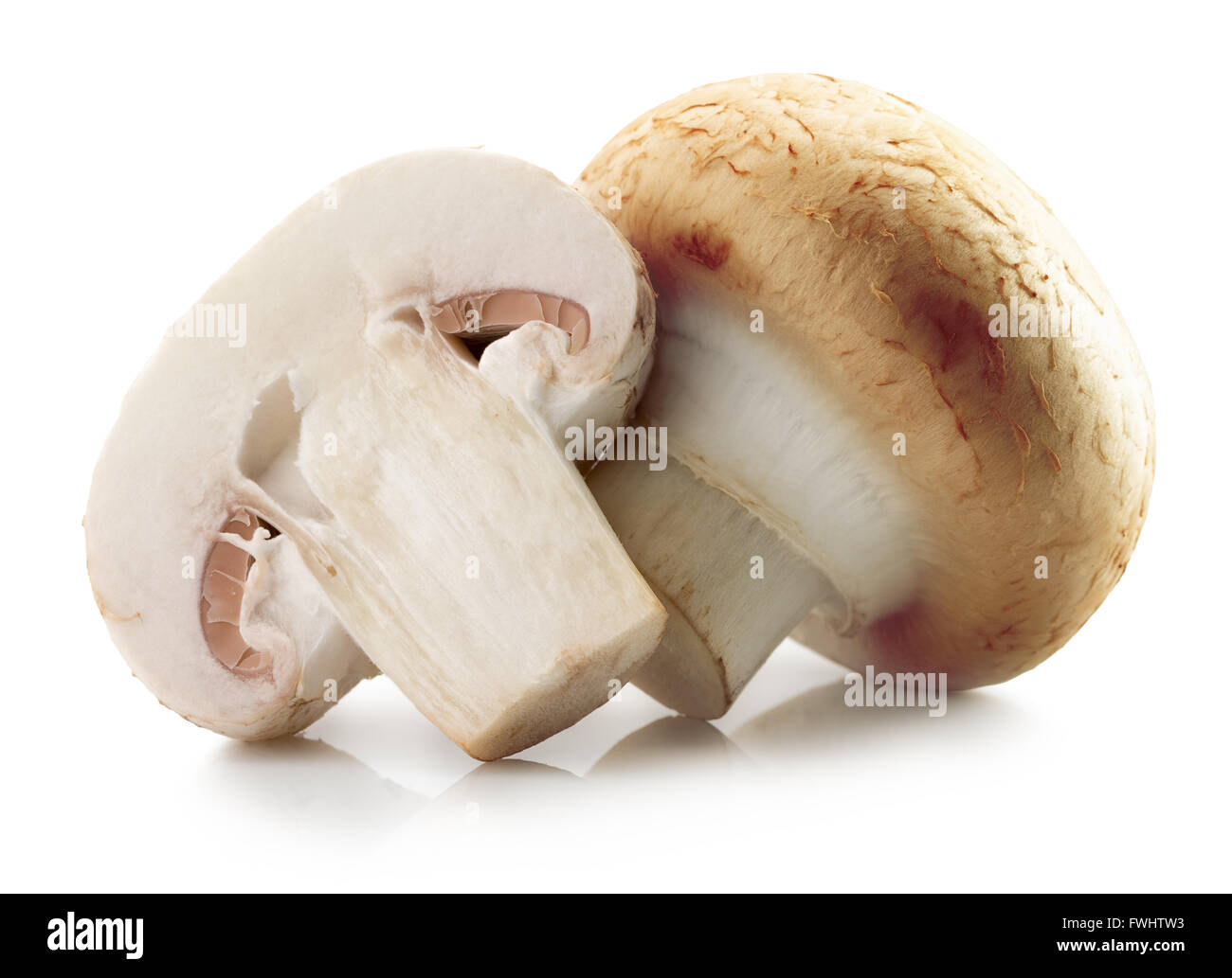 Weiße Champignons auf dem weißen Hintergrund isoliert. Stockfoto