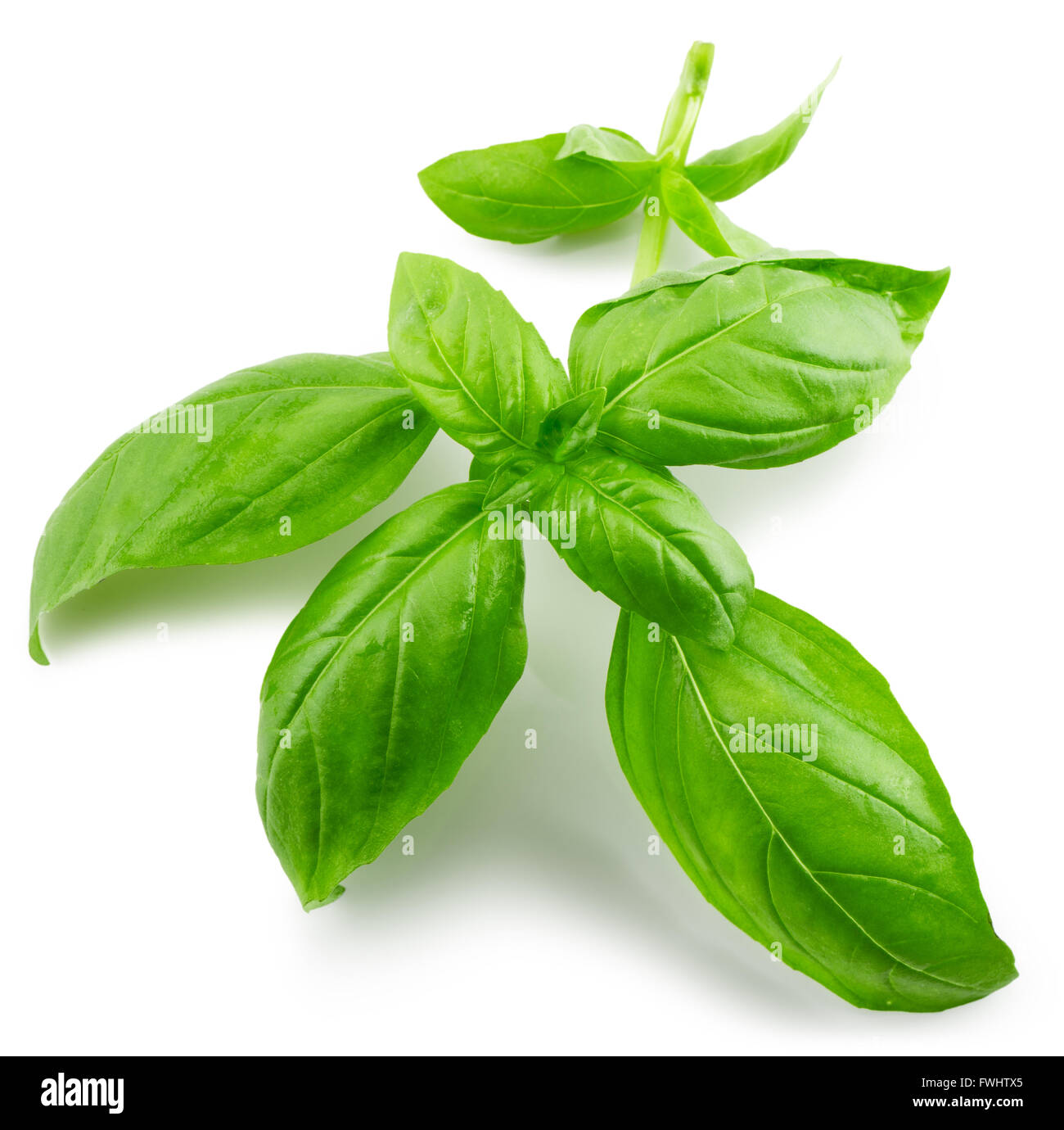Basilikum-Blätter auf dem weißen Hintergrund isoliert. Stockfoto