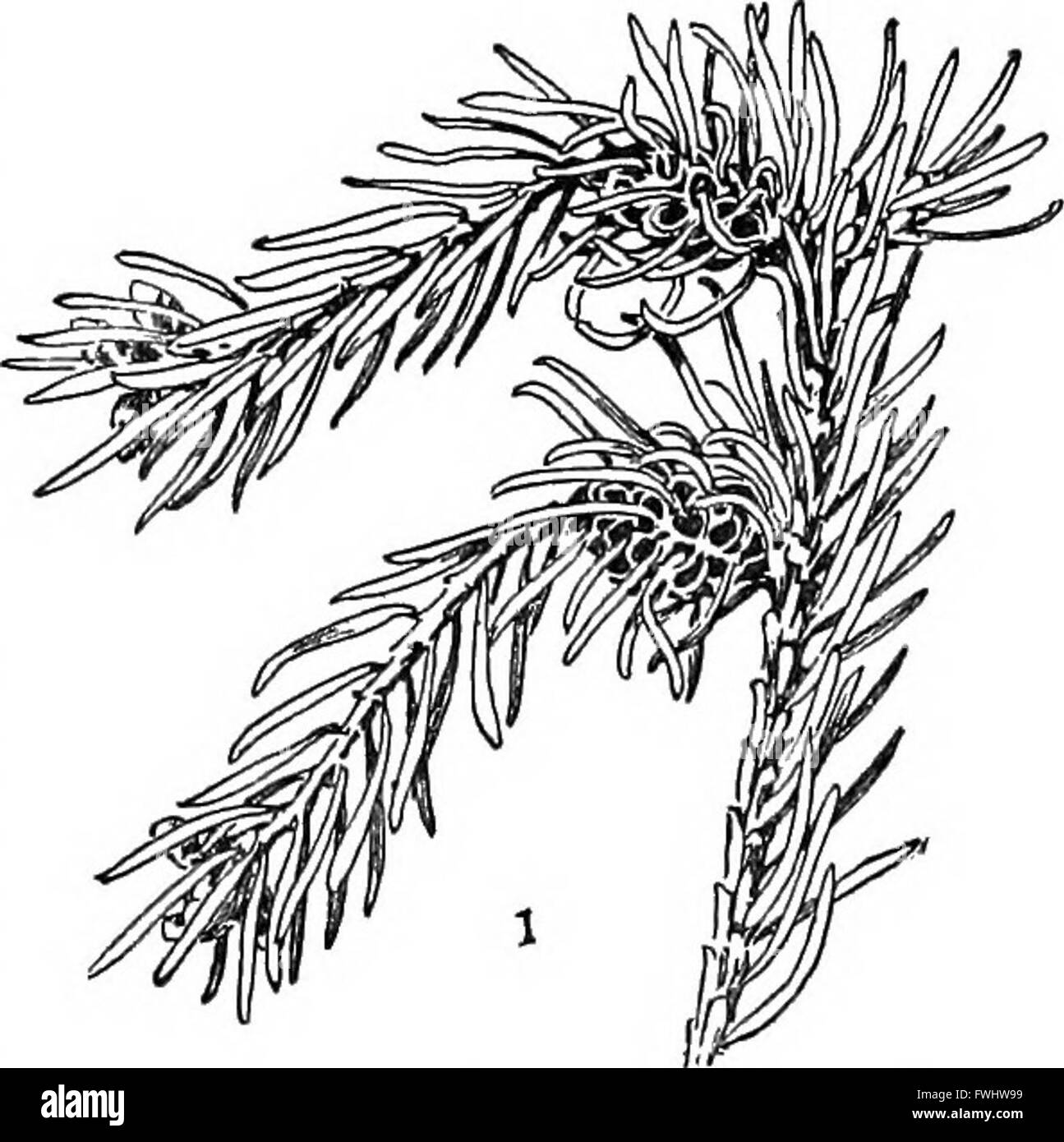 Diese Zyklopädie bietet einen maßgeblichen Bezug zu modernen landwirtschaftlichen Praktiken und der ländlichen Wirtschaft und bietet umfassende Einblicke von führenden Experten auf diesem Gebiet. Stockfoto