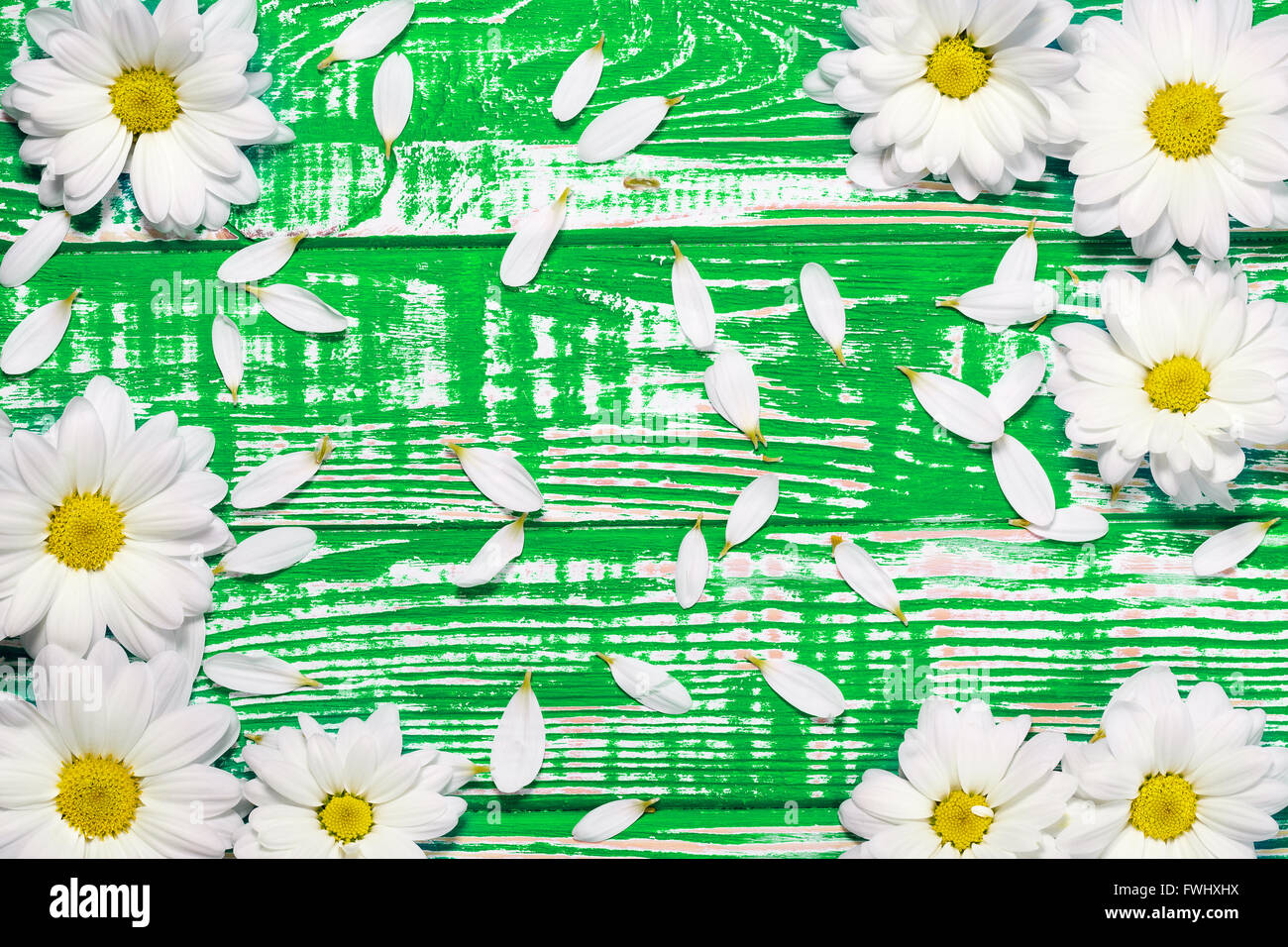 Gänseblümchen auf dem grünen hölzernen Hintergrund. Stockfoto