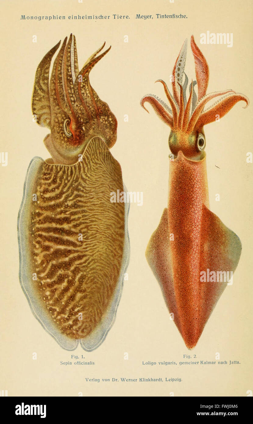 Tintenfische, was im Deutschen „Tintenfische“ bedeutet, bezeichnet eine Gruppe von Kopffüßern, die für ihre einzigartige Körperstruktur und Intelligenz bekannt sind. Sie kommen weltweit in Ozeanen vor und sind bekannt für ihre Tentakel, ihre Tintenproduktion und ihre Fähigkeit, die Farbe für Tarnung zu ändern. Stockfoto