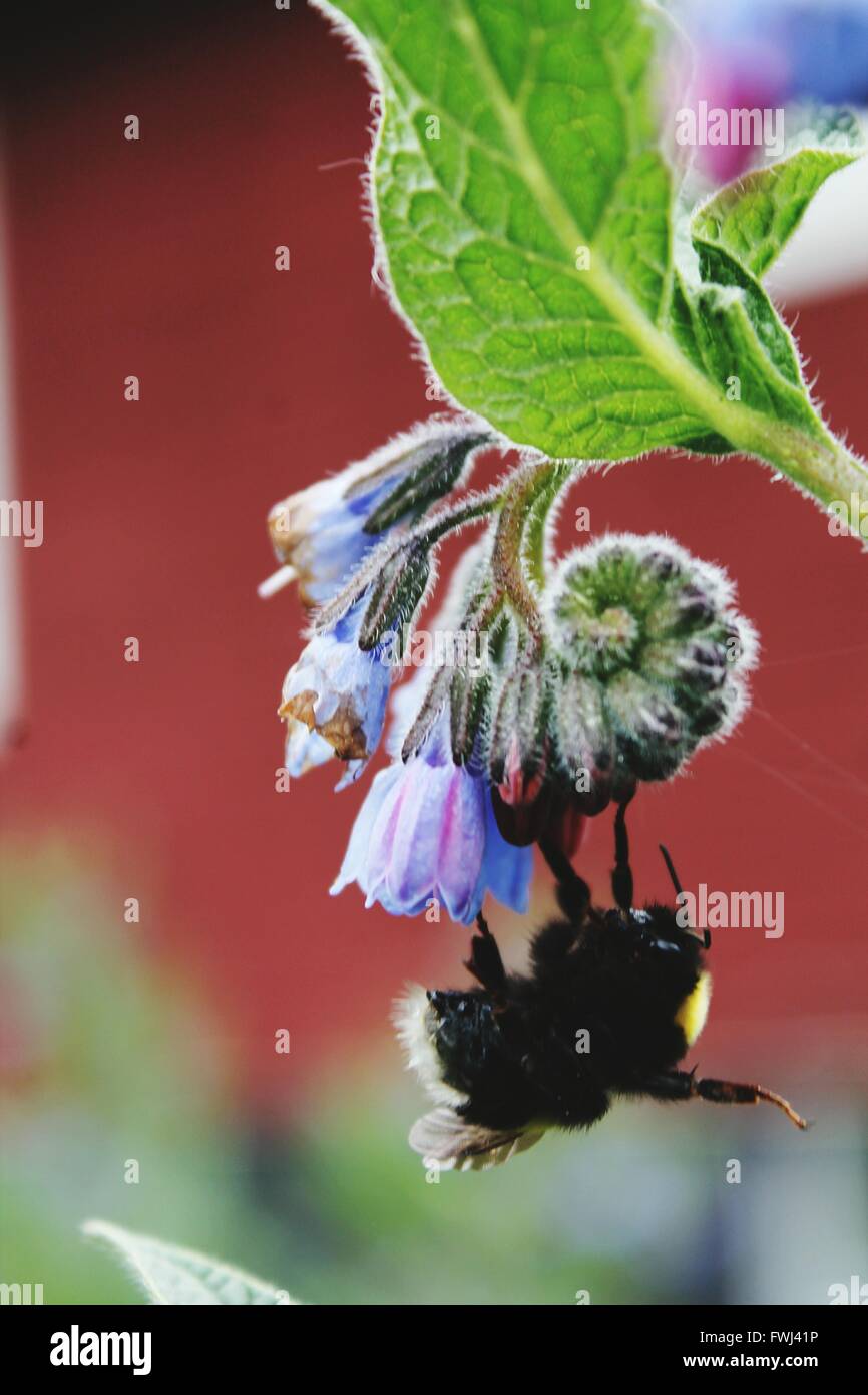 Nahaufnahme von Hummel auf Blume Stockfoto
