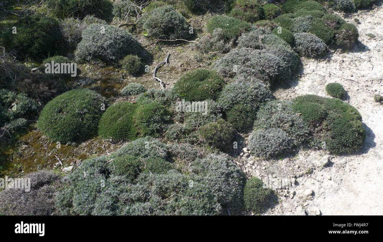 Teucrium subspinosum Fotos und Bildmaterial in hoher Auflösung Alamy