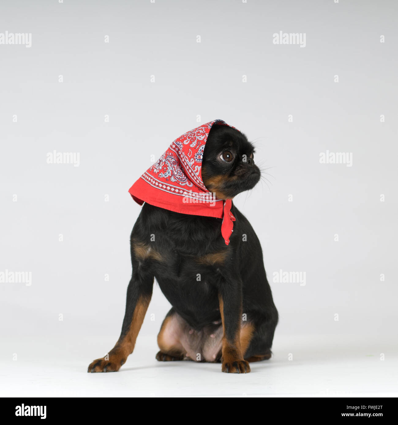 PTI Brabanson Studio-Porträt in der Kleidung isoliert auf grau Stockfoto