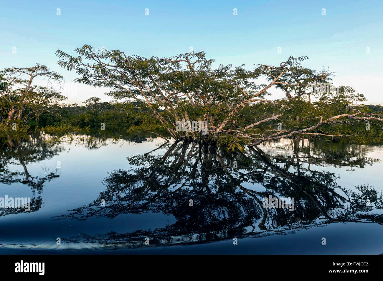 Wasser-Bäume In der Laguna Grande, Cuyabeno Wildlife Reserve, Südamerika Stockfoto