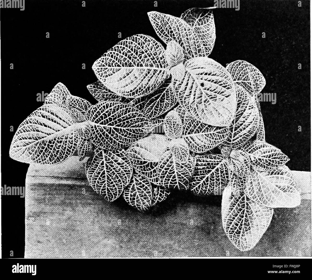 Dieses Lehrbuch aus dem Jahr 1906 führt die Schüler in die Botanik ein und behandelt Pflanzenbiologie, Klassifizierung, Anatomie und Ökologie. Es vermittelt ein grundlegendes Verständnis des Pflanzenlebens, ideal für die Sekundarschulbildung. Stockfoto