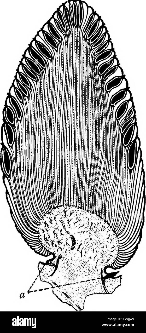 Dieses 1910 erschienene Lehrbuch über Botanik bietet eine umfassende Einführung in die Pflanzenbiologie und behandelt Themen wie Pflanzenstruktur, Klassifizierung, Physiologie und Ökologie. Es ist für den Einsatz in der Hochschulbildung konzipiert und soll Studenten mit Grundwissen in der Pflanzenwissenschaft ausstatten. Stockfoto