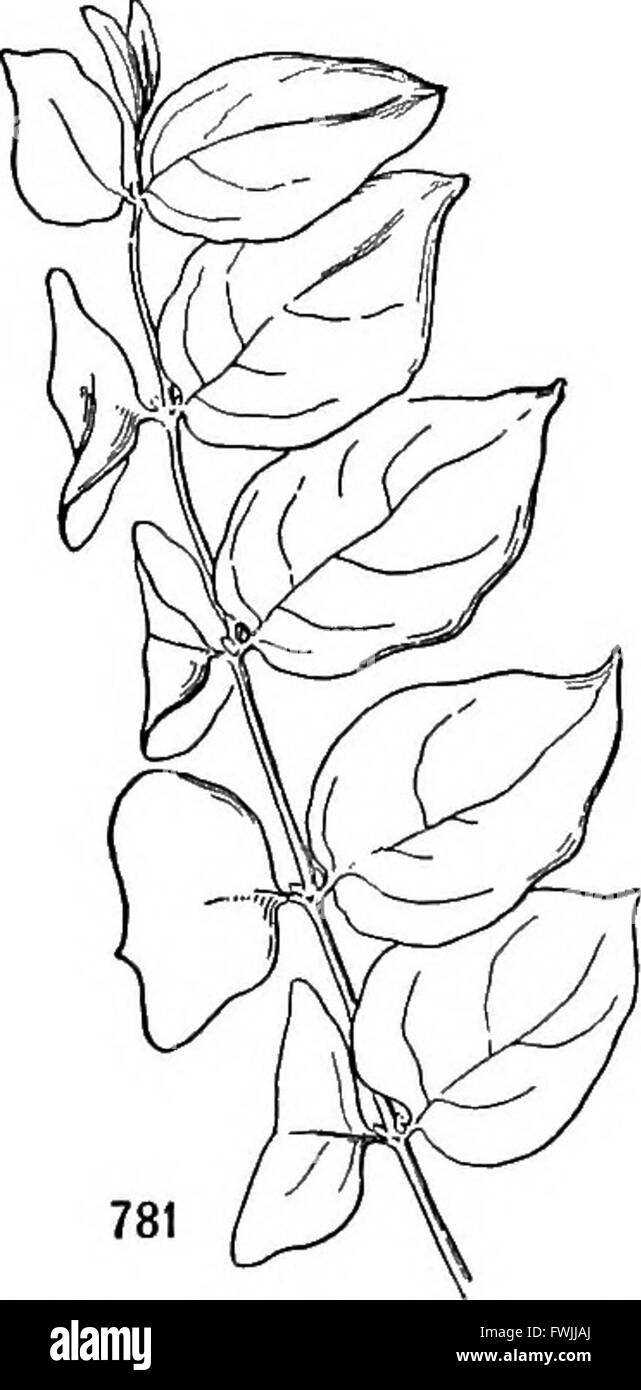 Ein pädagogisches Lehrbuch für Studenten und Studenten, das die Grundlagen der Botanik behandelt. Es befasst sich mit Pflanzenbiologie, Klassifizierung, Struktur und Reproduktion und bietet einen umfassenden Leitfaden für Pflanzenwissenschaften. Stockfoto