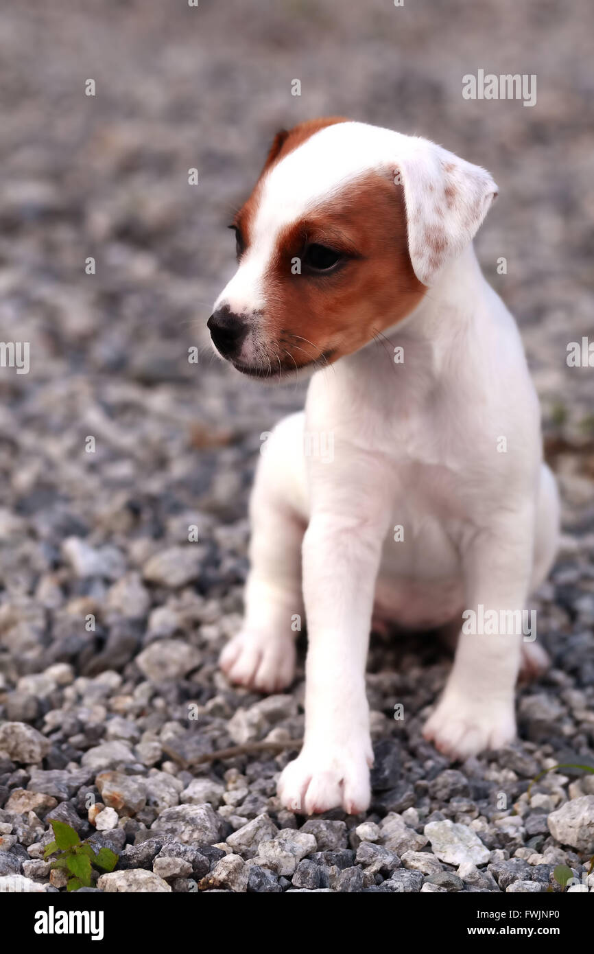 Kleine Welpen Jack Russell Terrier stehend und aufmerksam schauen neugierig Stockfoto