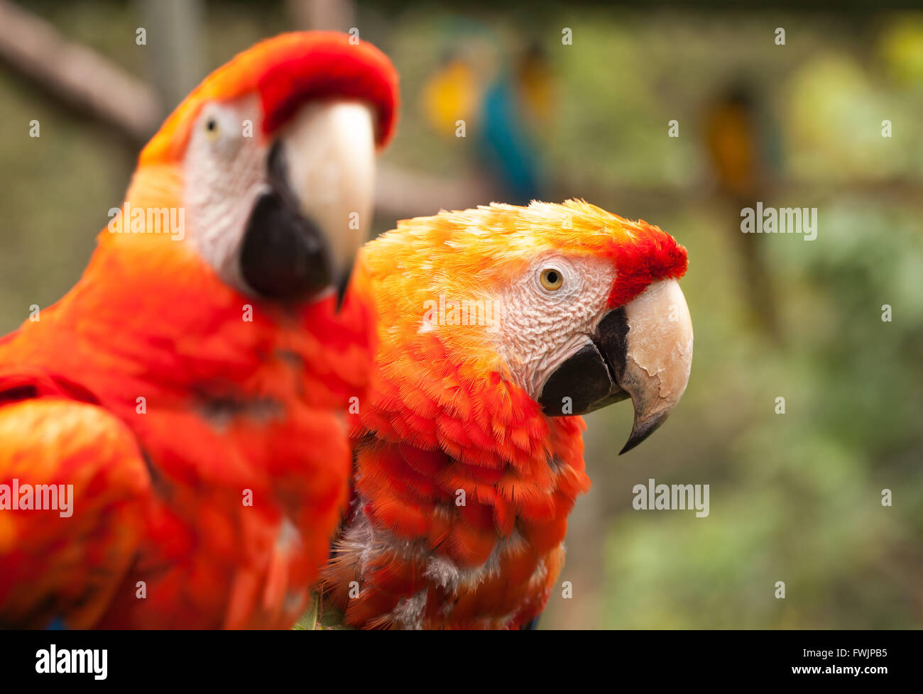 Nahaufnahme eines hellroten Aras Papagei paar In den Amazonas-Regenwald, Südamerika Stockfoto