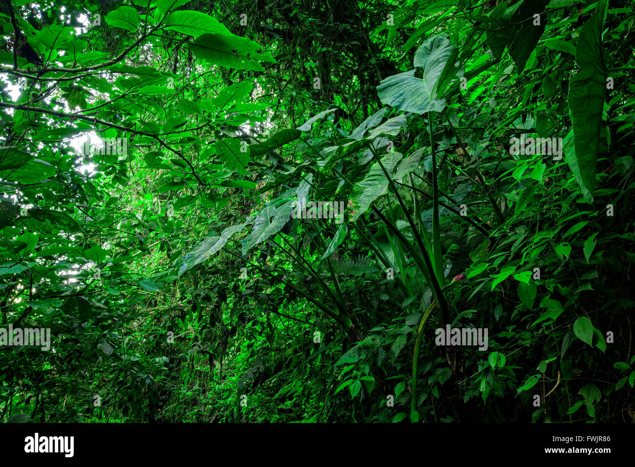 Amazonas Regenwald, Yasuni Nationalpark, Südamerika Stockfoto