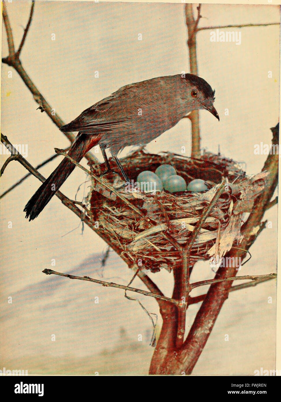 Vogel-Nachbarn - eine einführende Bekanntschaft mit hundert und fünfzig Vögel weit verbreitet in Gärten, Wiesen und Wälder über unsere Häuser (1898) Stockfoto