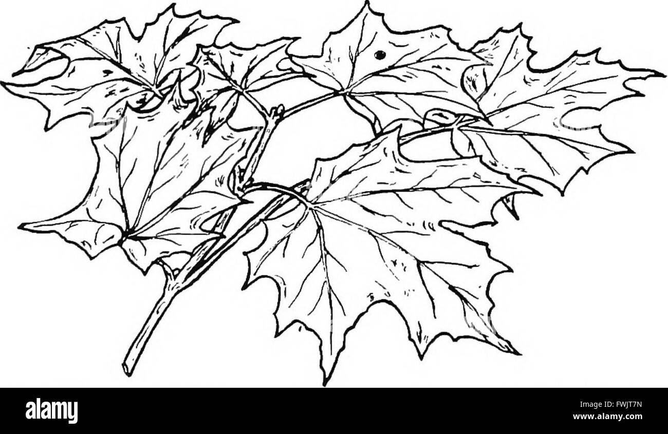 Botanik for Agricultural Students (1919) bietet eine gezielte Ausbildung in Pflanzenbiologie, die landwirtschaftlichen Studenten grundlegende Kenntnisse über Pflanzenwachstum, Klassifizierung und die Rolle von Pflanzen in der Landwirtschaft und Ökosystemen vermittelt. Stockfoto