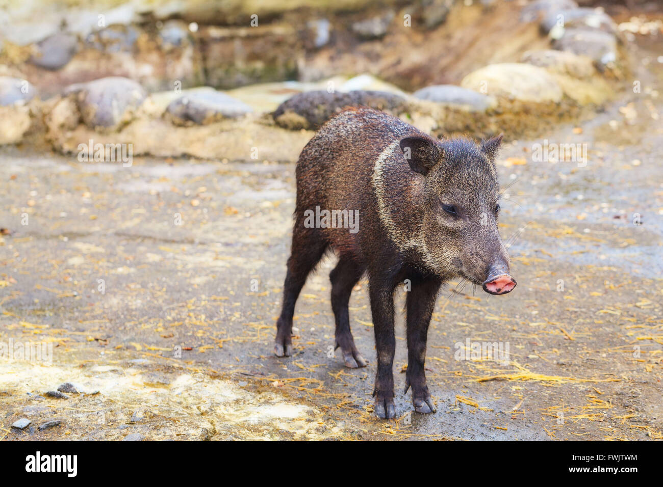 Kleine graue Wildschwein, Anden, Südamerika Stockfoto