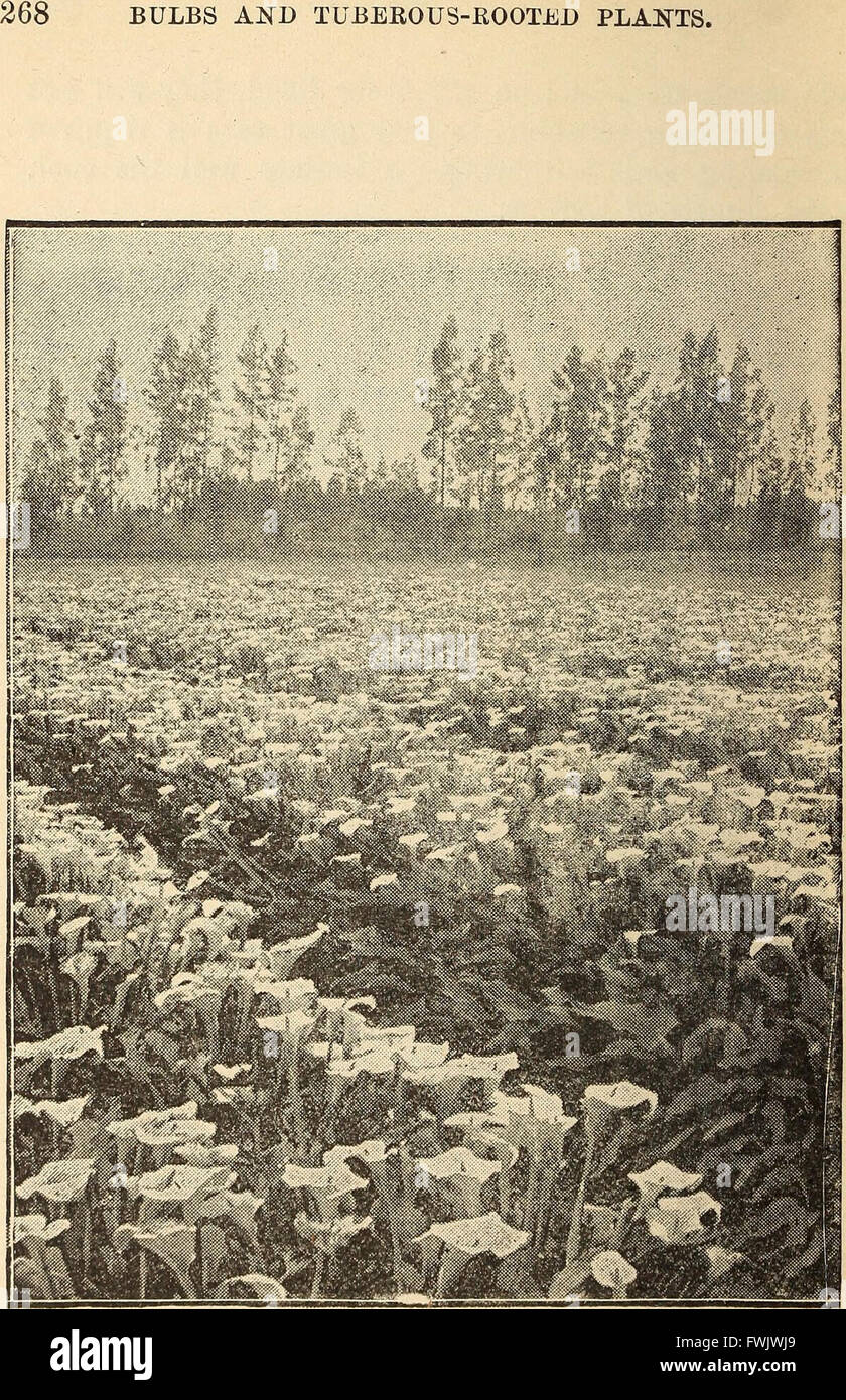 Blumenzwiebeln und Pflanzen Tuberöse verwurzelt; Ihre Geschichte, Beschreibung, Methoden der Vermehrung und komplette Wegbeschreibung für ihre erfolgreiche Kultur im Garten, Wohnung und Gewächshaus (1893) Stockfoto